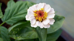 Blomma
