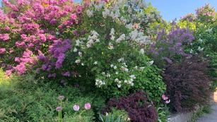 Blommande syrenbuskage