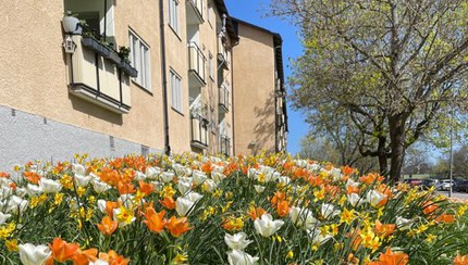 Blommande vårlökar intill flerfamiljshus