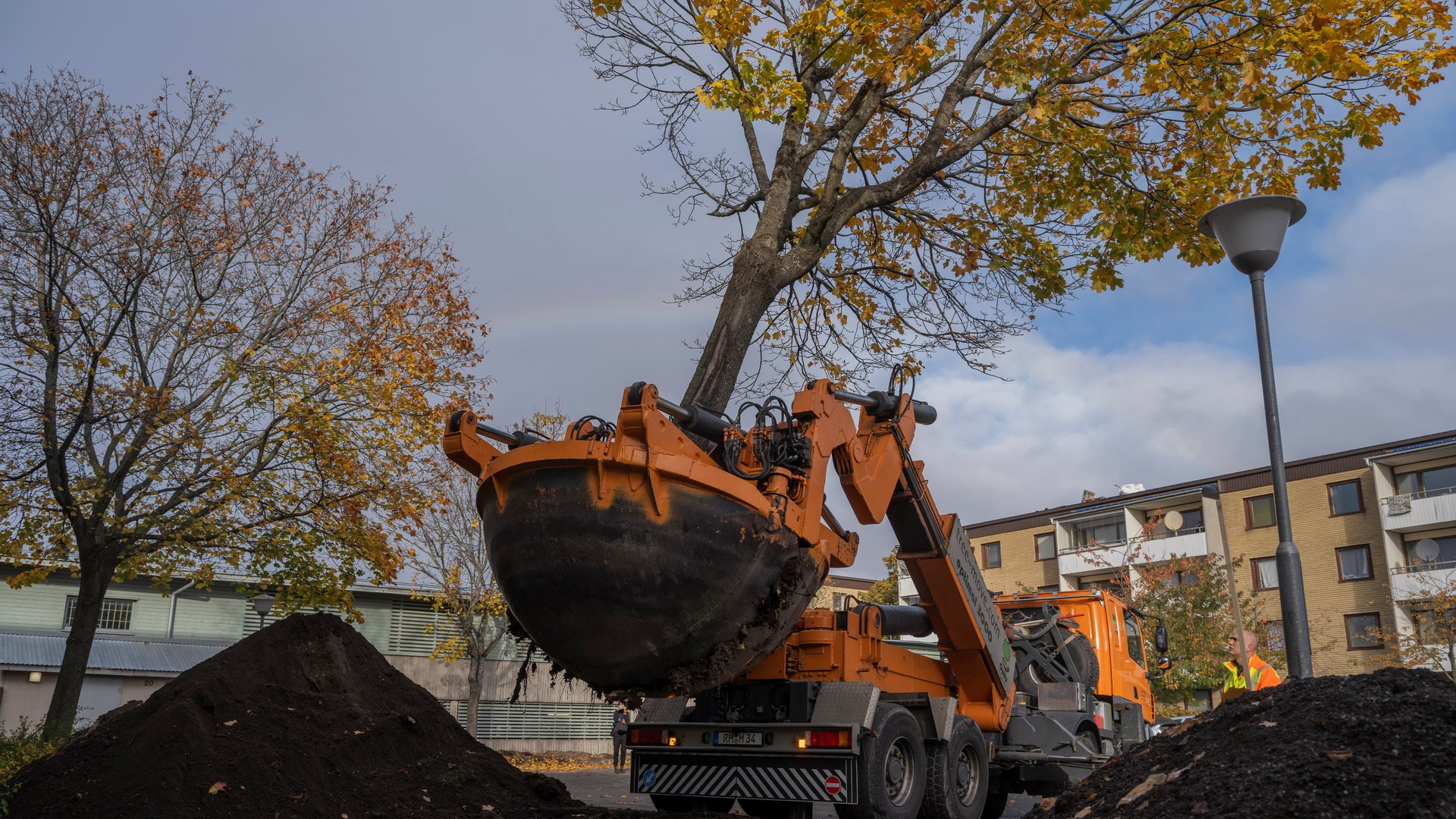 Grävskopa lyfter träd