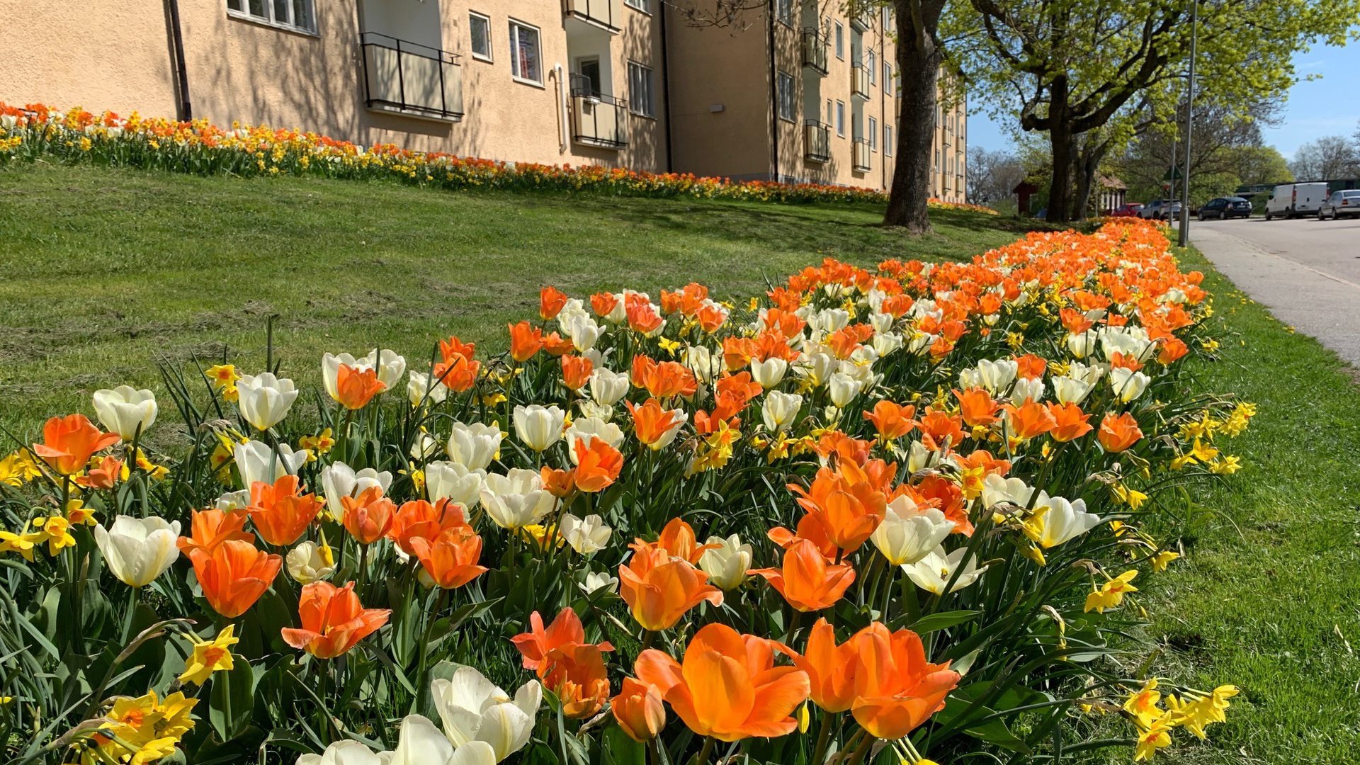 Tulpanhav i bostadsområde