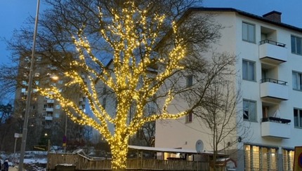 Skymning, träd med ljusslingor, husfasad