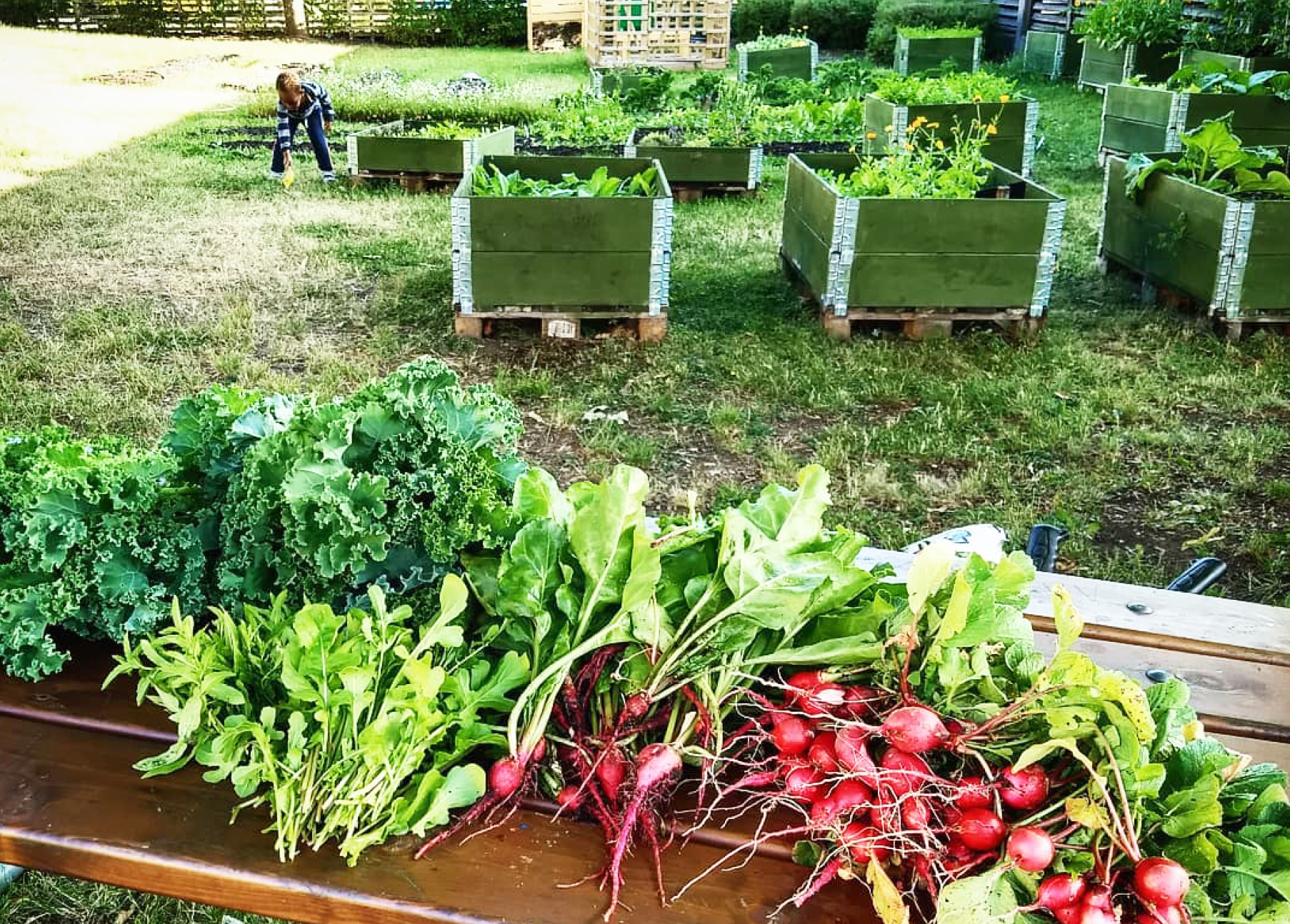 Odlingslådor och skörd av rädisor och sallad. 