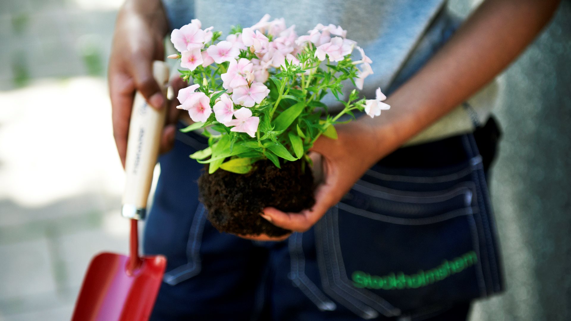 Händer som håller i blommor och en spade.