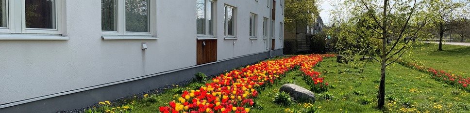 Tulpanrabatt vid husvägg.