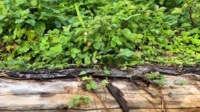 Smultron intill stock